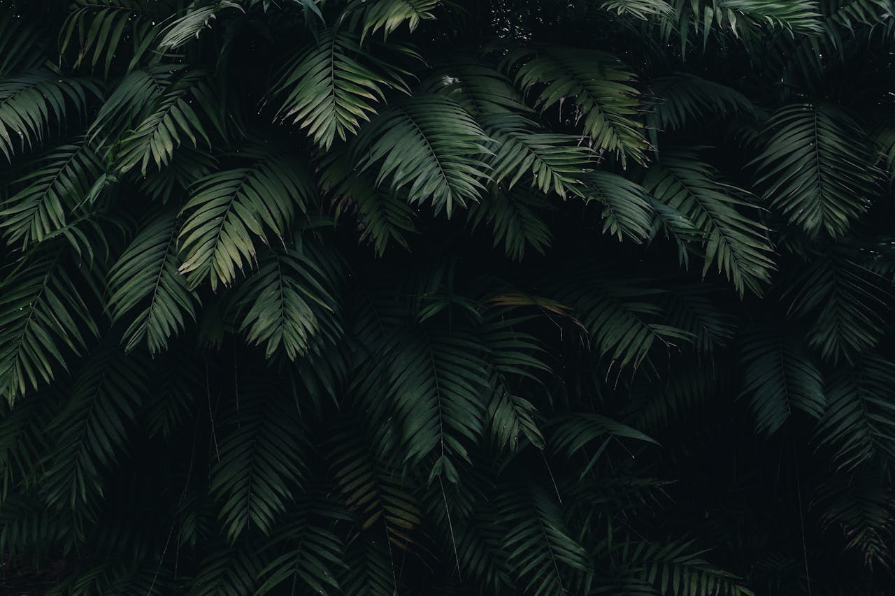 A detailed capture of dense dark green tropical fern leaves, perfect for nature-themed designs.