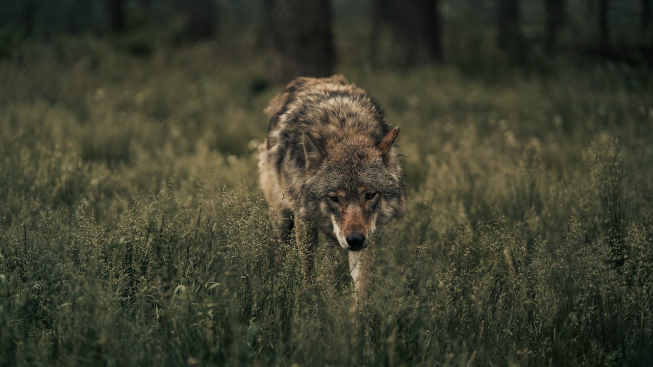 A lone wolf walking through lush green forest scenery, showcasing wildlife beauty.